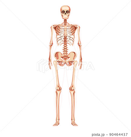 Women Skeleton Human body bones of female concept. Lady front Anterior ventral view. 3D realistic anatomically correct 90464437