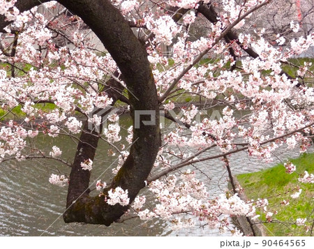 皇居堀端の桜 90464565