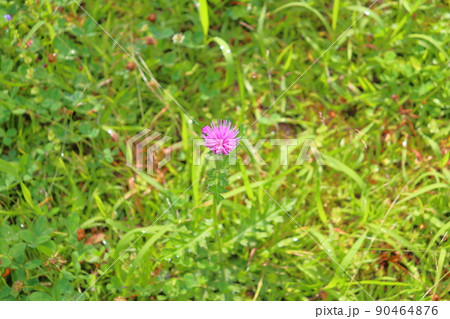 ノアザミ　草花 90464876