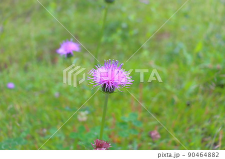 ノアザミ　草花 90464882