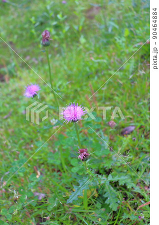 ノアザミ 草花 ノアザミ 草花 90464884