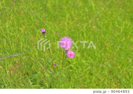 ノアザミ　草花 90464893