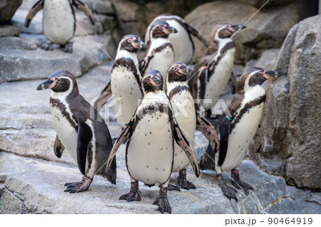 ペンギンの群れ　仙台うみの杜水族館（宮城県仙台市） 90464919