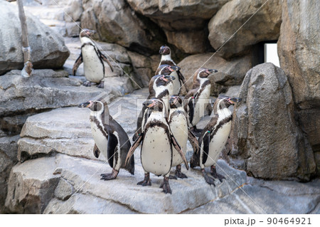 ペンギンの群れ 仙台うみの杜水族館(宮城県仙台市) ペンギンの群れ 仙台うみの杜水族館(宮城県仙台市) 90464921