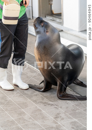 水族館の風景 オタリア 仙台うみの杜水族館(宮城県仙台市) 水族館の風景 オタリア 仙台うみの杜水族館(宮城県仙台市) 90464945