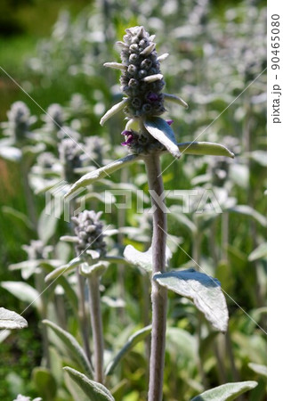 ラムズイヤー　Lamb’s ears 90465080