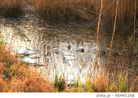 pair of mallards on the water in a swamp in autumn time pair of mallards on the water in a swamp in autumn time 90465268