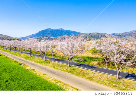 つくば霞ヶ浦りんりんロードの桜並木と筑波山 （茨城県）  90465315