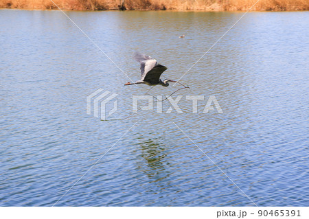 Closeup of a gray heron flying above the water and holding a dry branch in its beak Closeup of a gray heron flying above the water and holding a dry branch in its beak 90465391