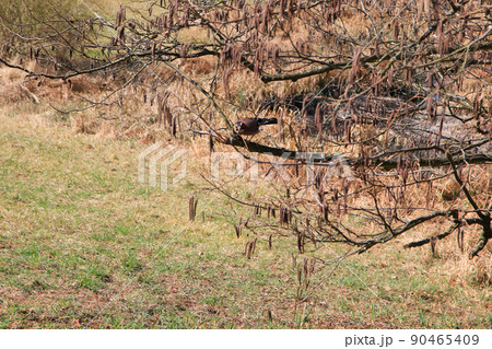 Garrulus glandarius. Bird in autumn colors. The wild nature of the Germany. Beautiful and colorful autumn. Garrulus glandarius. Bird in autumn colors. The wild nature of the Germany. Beautiful and colorful autumn. 90465409