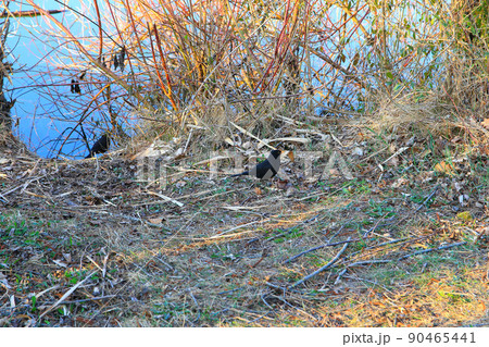 A male blackbird (Turdus merula) looking for food on the ground A male blackbird (Turdus merula) looking for food on the ground 90465441