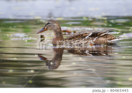 wild ducks on the lake near danube river in Germany wild ducks on the lake near danube river in Germany 90465445