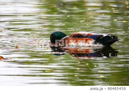 wild ducks on the lake near danube river in Germany wild ducks on the lake near danube river in Germany 90465450