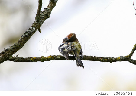 Common chaffinch sits on a tree. Beautiful songbird Common chaffinch in wildlife. The common chaffinch or simply the chaffinch, latin name Fringilla coelebs. Common chaffinch sits on a tree. Beautiful songbird Common chaffinch in wildlife. The common chaffinch or simply the chaffinch, latin name Fringilla coelebs. 90465452