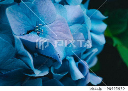 拡大した青の紫陽花 90465970