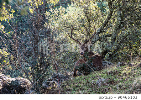 Iberian red deer, Cervus elaphus hispanicus. Monfrague National Park, Spain. Iberian red deer, Cervus elaphus hispanicus. Monfrague National Park, Spain. 90466103