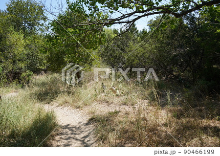 テキサス州サンアントニオ 公園の風景 テキサス州サンアントニオ 公園の風景 90466199