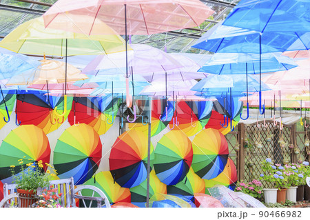 初夏の花々満開のくじゅう花公園 初夏の花々満開のくじゅう花公園 90466982