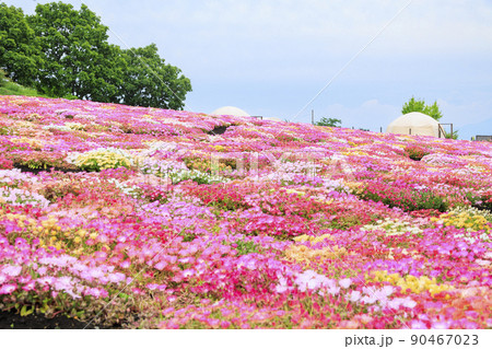 初夏の花々満開のくじゅう花公園 初夏の花々満開のくじゅう花公園 90467023