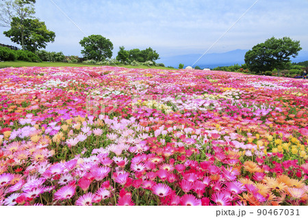 初夏の花々満開のくじゅう花公園 90467031