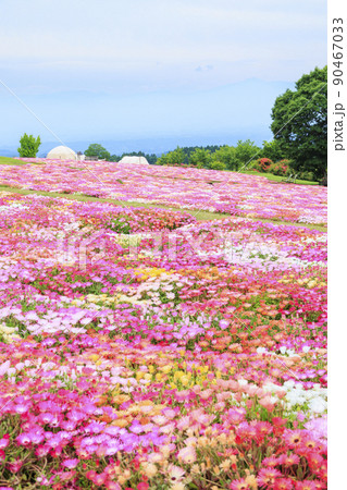 初夏の花々満開のくじゅう花公園 初夏の花々満開のくじゅう花公園 90467033