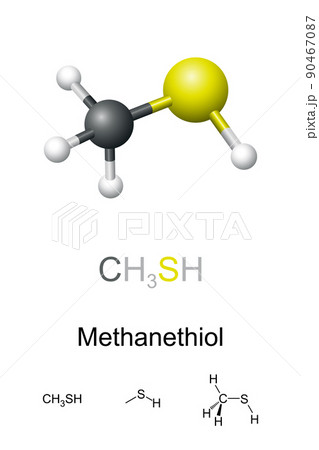 Methanethiol, molecular model and chemical formulas. Also methyl mercaptan, organosulfur compound with distinctive putrid smell. Occurs naturally in blood, brain, feces, and in certain nuts and seeds. 90467087