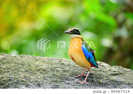 bluewingedpitta a kind of bird that bird watchers pay attention because of the beautiful colors and its beautiful singing voice 90467514