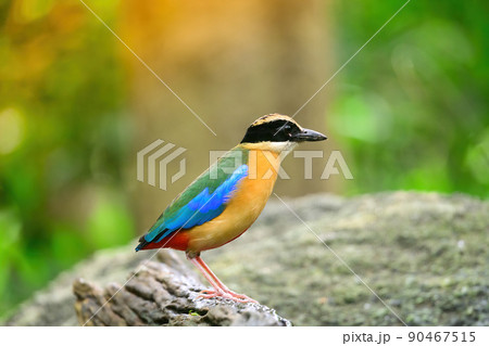 bluewingedpitta a kind of bird that bird watchers pay attention because of the beautiful colors and its beautiful singing voice 90467515