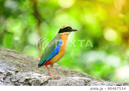 bluewingedpitta a kind of bird that bird watchers pay attention because of the beautiful colors and its beautiful singing voice 90467534