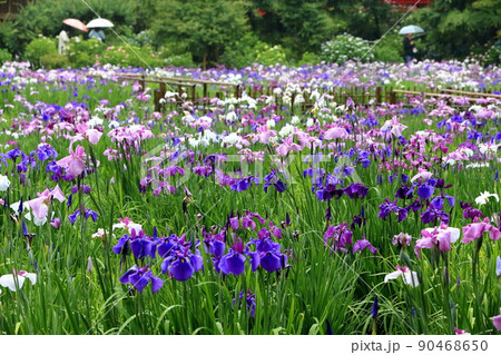 本土寺の花菖蒲 本土寺の花菖蒲 90468650
