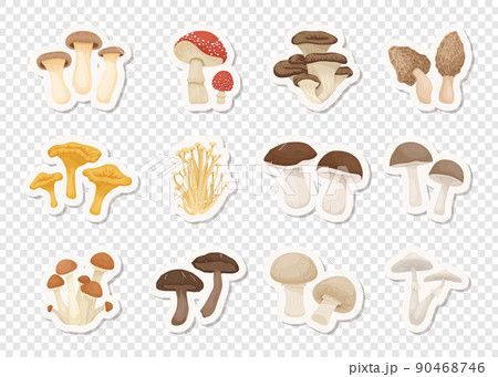 Vector Edible and Poisonous Inedible Mushrooms. Stickers with Hand Drawn Cartoon Mushrooms. Different Mushrooms Isolated. Fly Agaric, Champignon, Death Cap, Shiitake, Enoki, King Trumpet, Bolete Vector Edible and Poisonous Inedible Mushrooms. Stickers with Hand Drawn Cartoon Mushrooms. Different Mushrooms Isolated. Fly Agaric, Champignon, Death Cap, Shiitake, Enoki, King Trumpet, Bolete 90468746