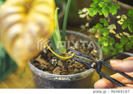 Pruning a yellow leaf of Alocasia Dragon Scale Pruning a yellow leaf of Alocasia Dragon Scale 90469187