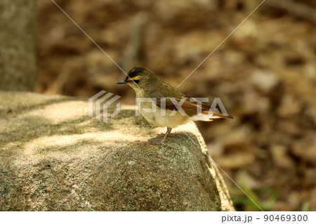 水場に来てたたずむキビタキのオス若鳥 90469300