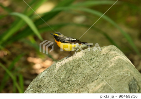 水場に来てたたずむキビタキのオス 90469316