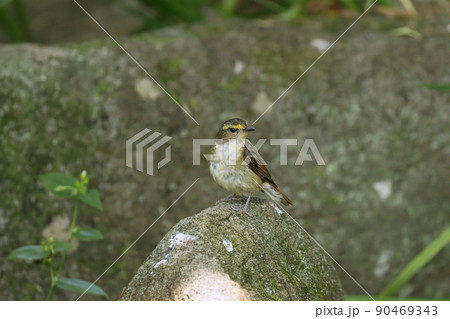 水場に来てたたずむキビタキのオス若鳥 90469343