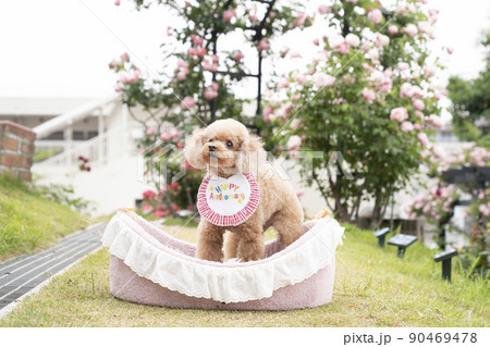 赤い薔薇とベッドに入って微笑むトイプードル 90469478