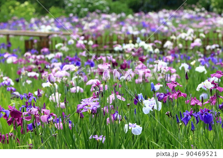 本土寺の花菖蒲 90469521