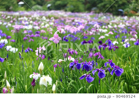 本土寺の花菖蒲 90469524