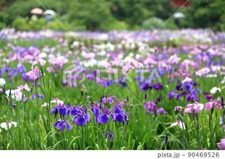 本土寺の花菖蒲 本土寺の花菖蒲 90469526