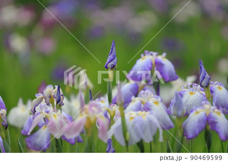本土寺の花菖蒲 本土寺の花菖蒲 90469599