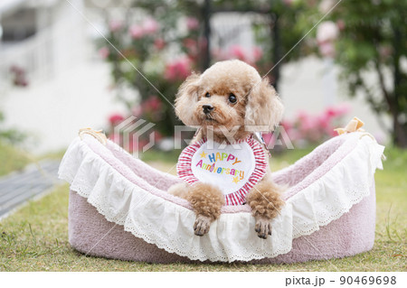 誕生日を迎えるトイプードル 90469698