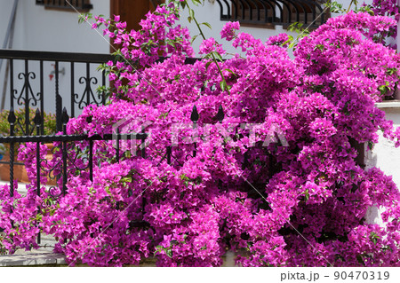Purple Bougainvillea flower on fence Purple Bougainvillea flower on fence 90470319