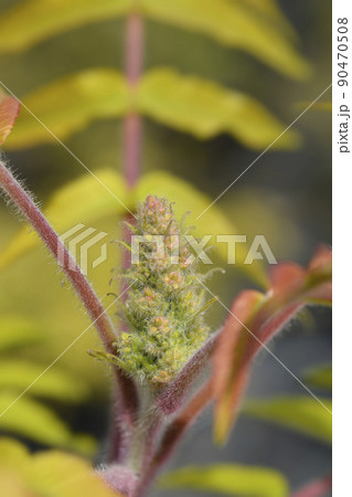 Staghorn sumac 90470508