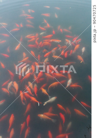 Fancy carp fish pond. Fancy carp fish pond. 90470725