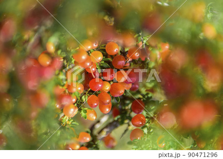 Small red wild fruits in the Pampas forest, Patagonia, Argentina 90471296