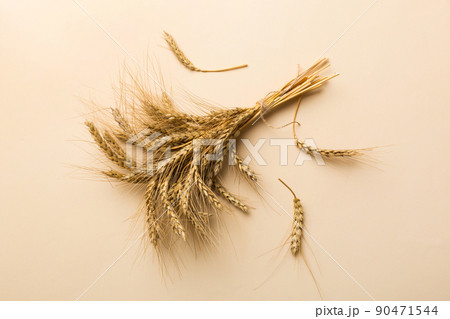 Sheaf of wheat ears close up and seeds on colored background. Natural cereal plant, harvest time concept. Top view, flat lay with copy space. world wheat crisis Sheaf of wheat ears close up and seeds on colored background. Natural cereal plant, harvest time concept. Top view, flat lay with copy space. world wheat crisis 90471544