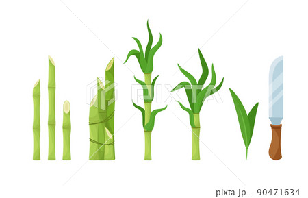 Set of Cane Sugar Production and Equipment, Raw Sugarcane Stems, Green Leaves and Knife. Natural Plants, Agriculture Set of Cane Sugar Production and Equipment, Raw Sugarcane Stems, Green Leaves and Knife. Natural Plants, Agriculture 90471634