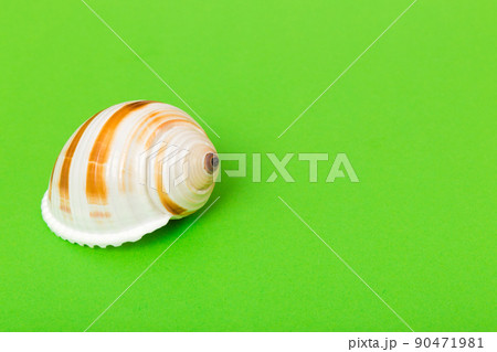 Beach seashells on colored background. Mock up with copy space 90471981