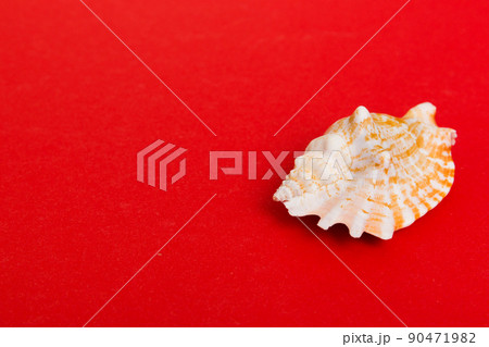 Beach seashells on colored background. Mock up with copy space 90471982