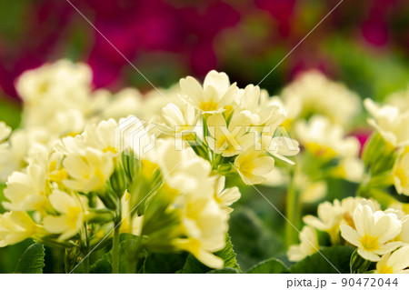 Easter concept. Primrose Primula with yellow flowers in flowerbed in spring time. Inspirational natural floral spring or summer blooming garden or park. Hello spring 90472044